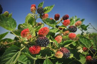 A close-up of blackberries on the plant