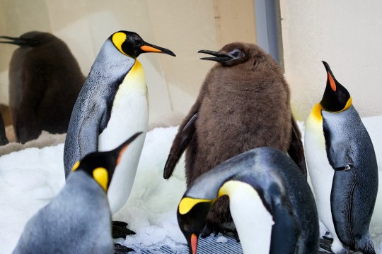  Pesto’s rotund frame will only continue to grow, senior penguin keeper Emily Thornton said (Picture: AFP)