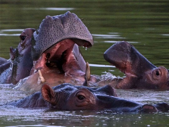 Pablo Escobar's hippos in Colombia. 