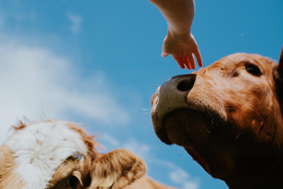 A child's hand touching a cow's nose