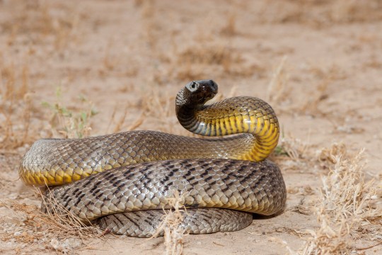 Inland Taipan of Western Queensland Australia