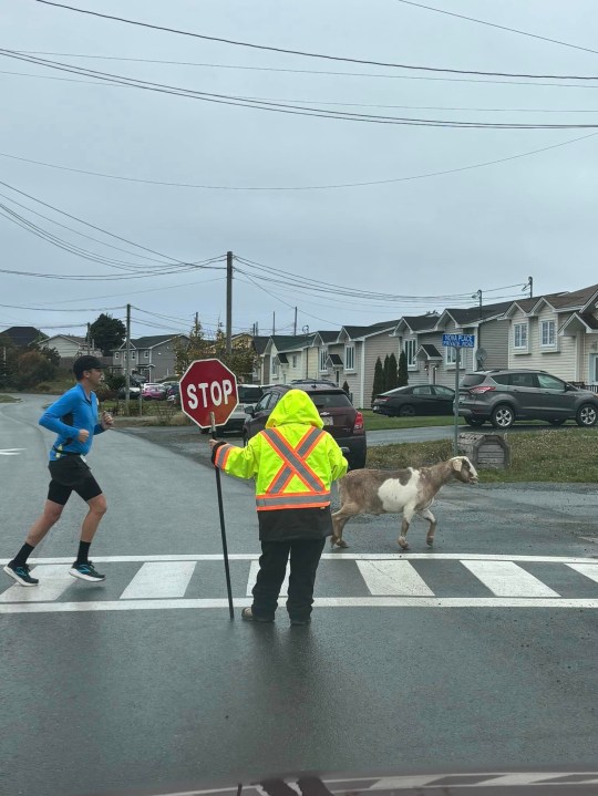 Joshua the goat trots in front of a marathon runner and past a crossing guard