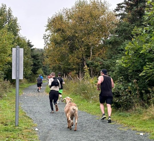 Joshua the goat runs behind a group of marathon runners on a trail surrounded by trees