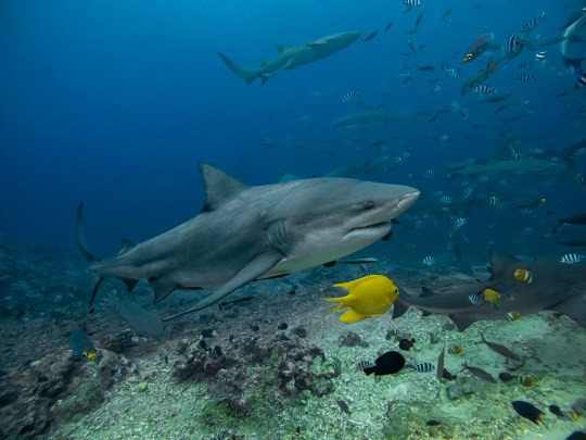 A bull shark swim near the bottom of the ocean with other sharks and fish surrounding it