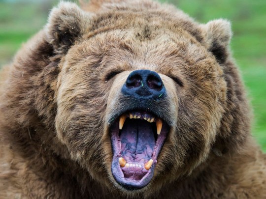 Man mauled to death by bear as he picked mushrooms in Slovakia