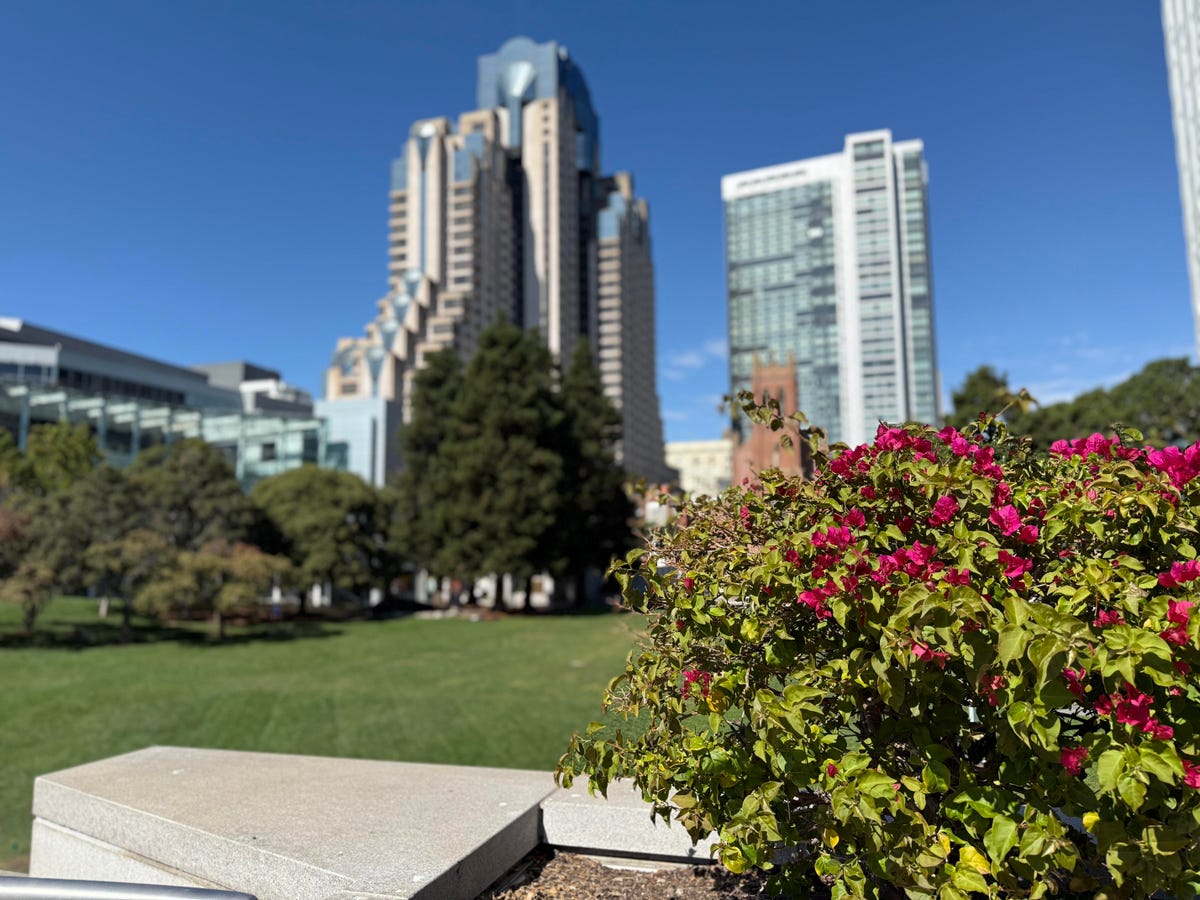 A flower bush with a skyscraper and grass in the background