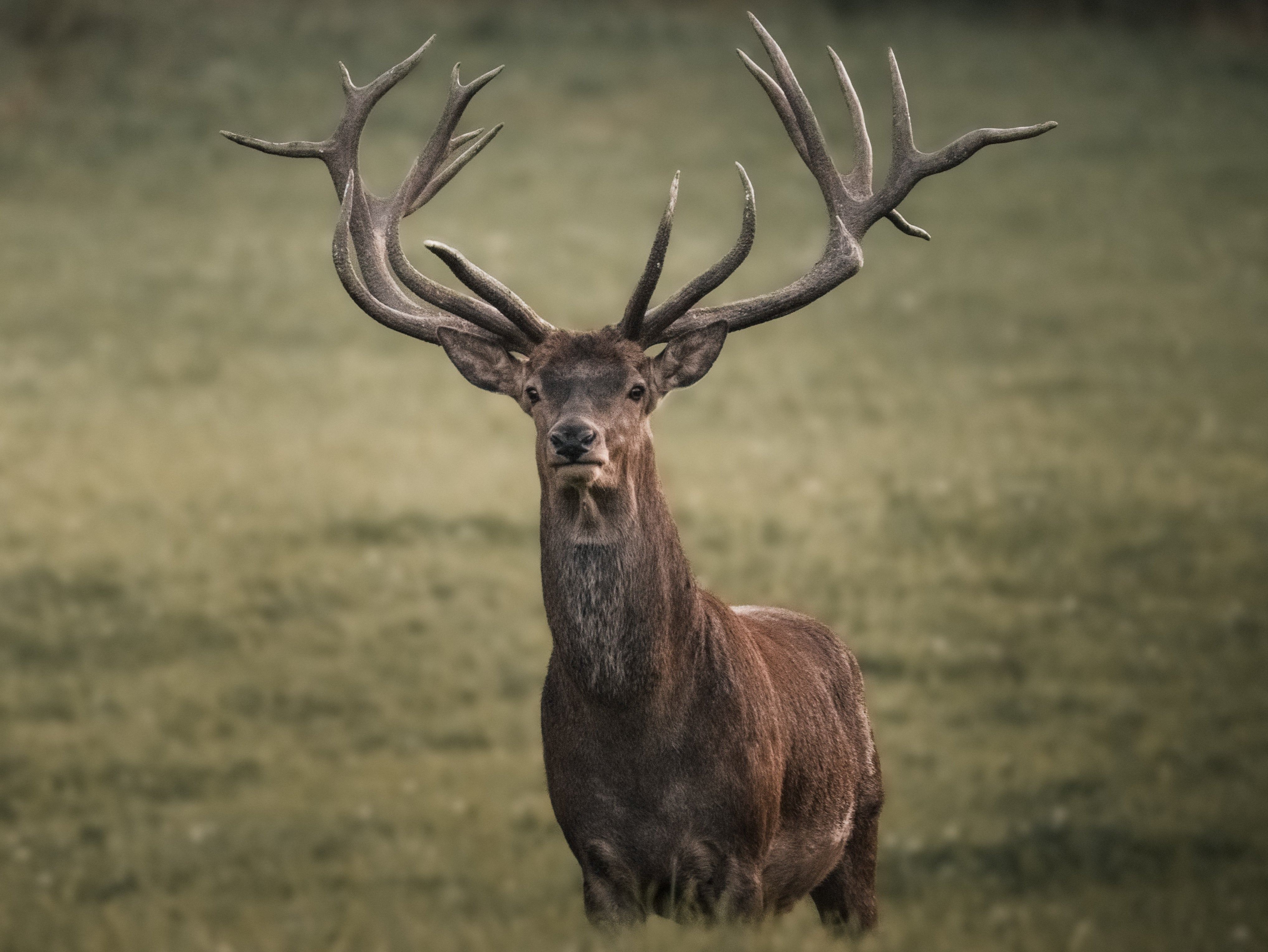 Stag hunting is carried out under exemptions to the law