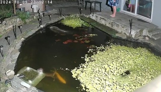 Video grab of an otter in Nigel Cooper's Koi pond in Ulverston, Cumbria. Photo released October 13 2024. Residents in a UK town say they are being terrorised by otters that are eating their fish.Several locals who live in Ulverston, Cumbria, have reported that the animals are breaking into their ponds and killing their Koi Carp fish.This includes Nigel Cooper, 61, who first witnessed an otter jump into his pond and kill seven of his fish in the middle of the night a couple of weeks ago.He's now even created a Facebook page and is recording every single otter-related incident in the area on a map.