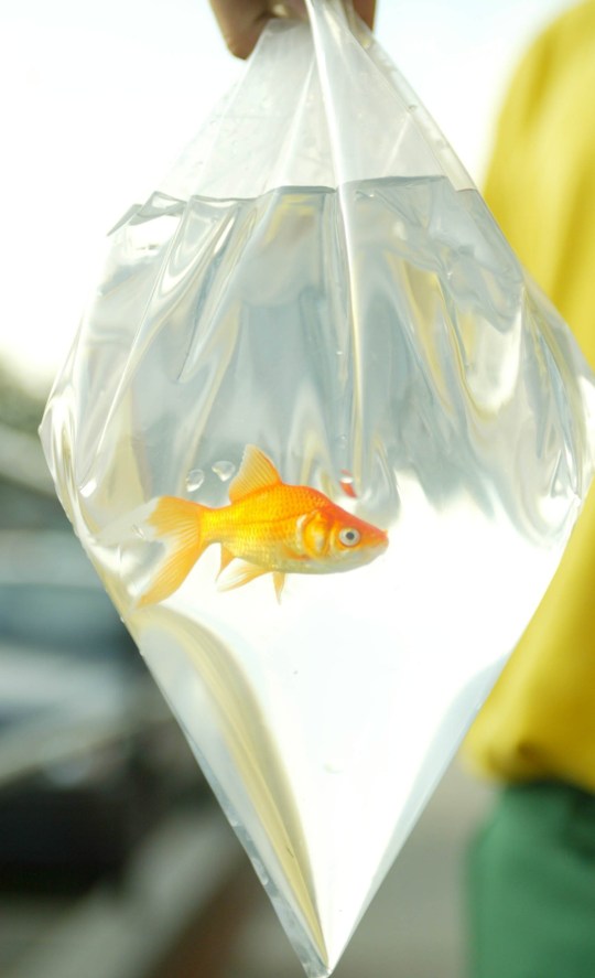 A goldfish in a bag