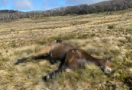 A horse lying dead on its side in grassland bordered by leafless trees.