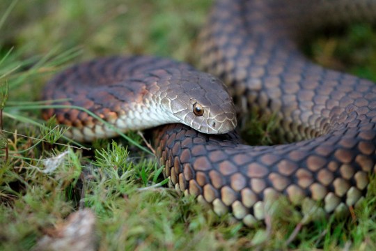 A snake with brown and black diamond markings curled up in the grass.