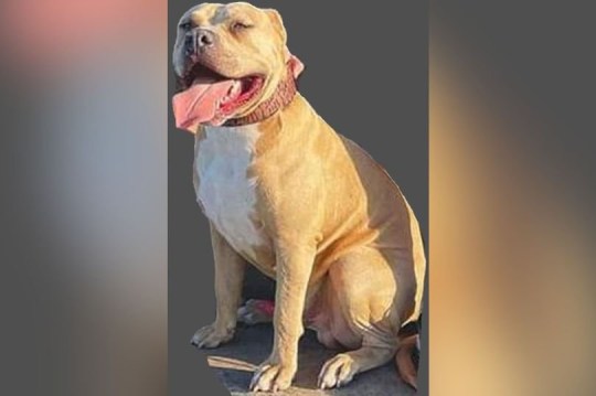 XL bully that is on the run in Greater Manchester after it killed another dog and bit a woman. 