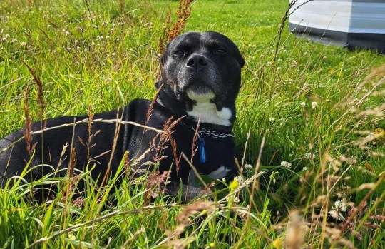 Alfie killed by XL bully in Rossendale path