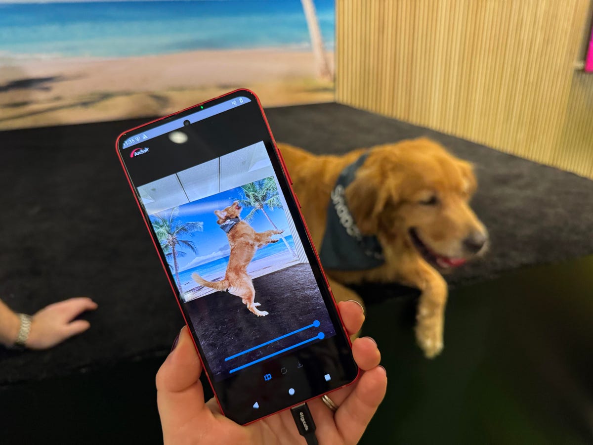 Golden retriever posing on a phone screen