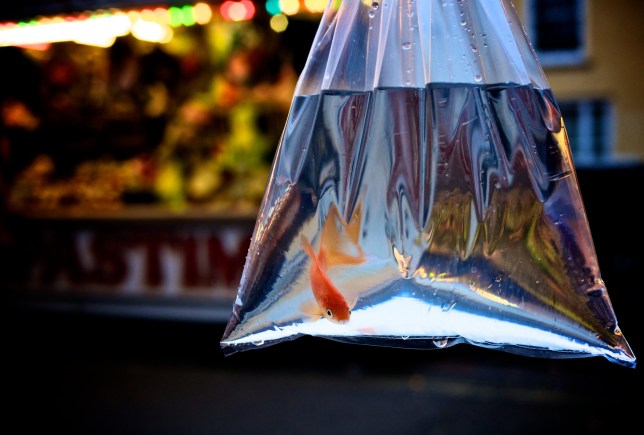 A goldfish in a bag