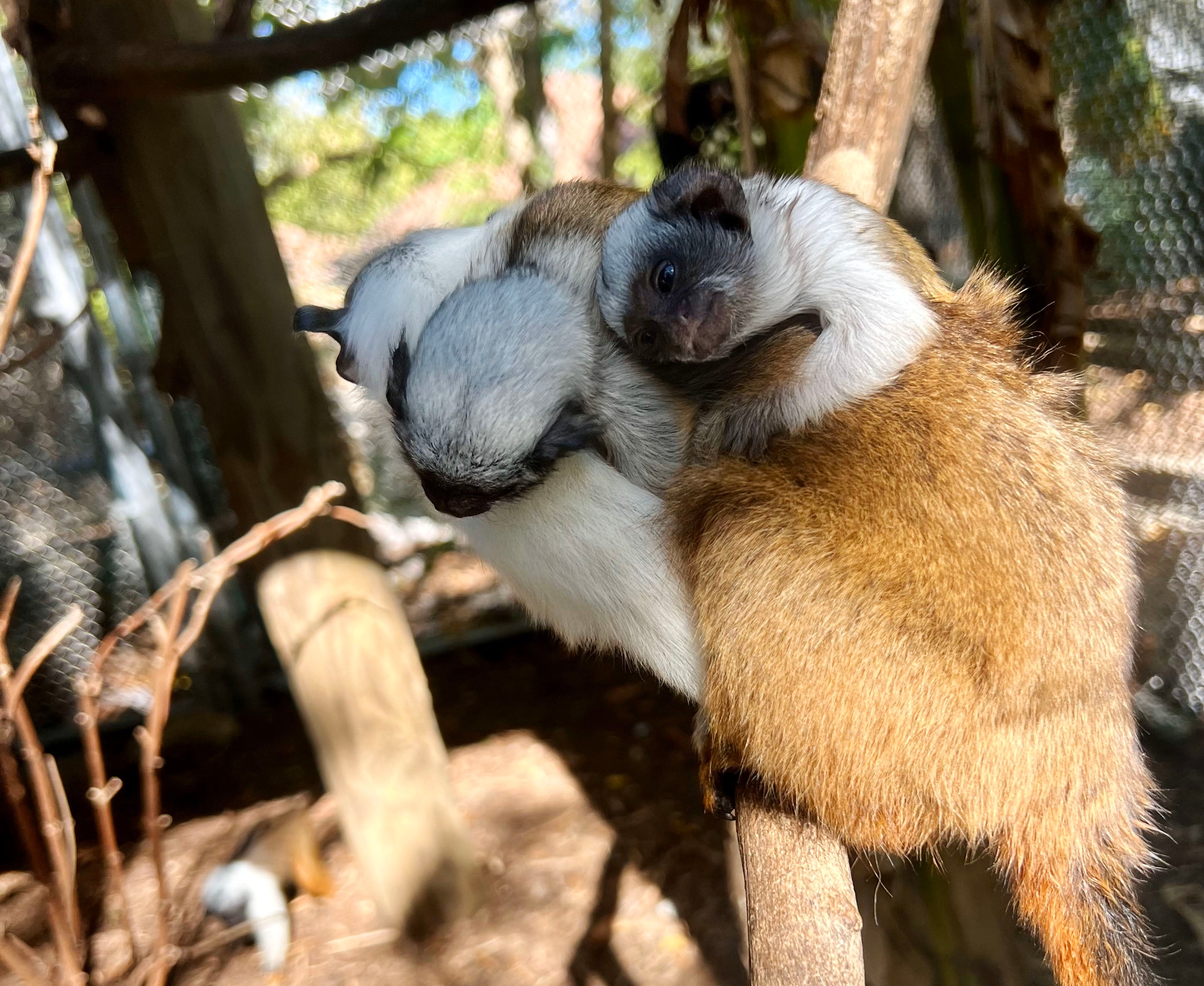 A close up image captures the expressive face of one of the newborn pied tamarins as it snuggles on the back of another monkey.