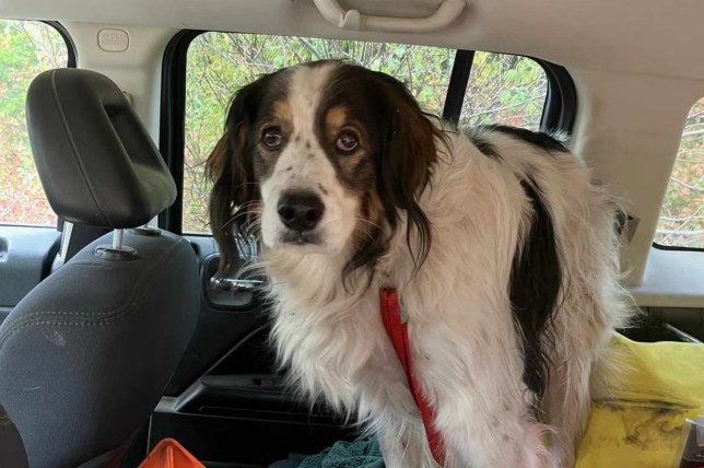 A 13-year-old rescue dog named Gita stands inside a vehicle with a red leash on