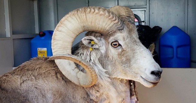 A sheep with large curling horns stands with a building in the background