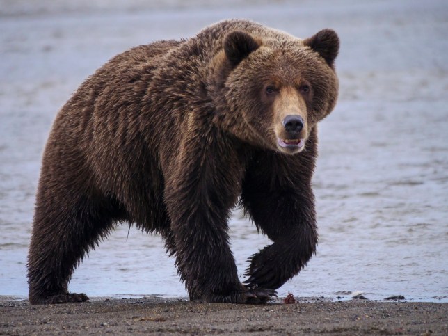 There have been three separate cases of bear attacks in Slovakia this year