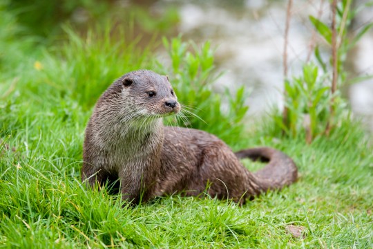 Portrait of a European River Otter. Conservation status near threatened