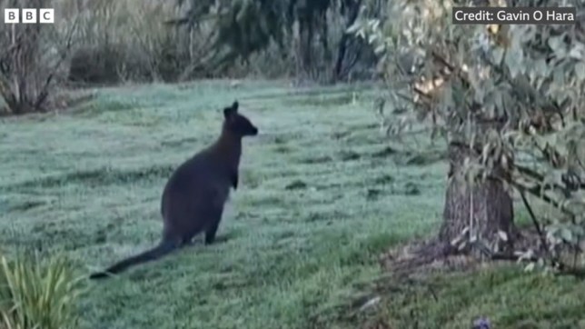 The Wallaby is seen in a garden 