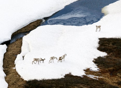 aerial view of seven caribous on icy ground