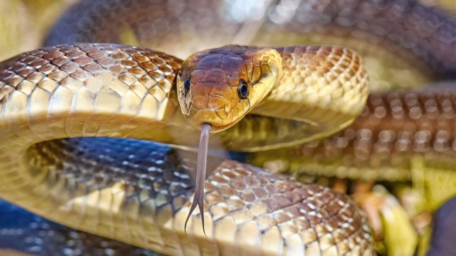 Aesculapian snake ( Zamenis longissimus), previously Elaphe longissima in natural habitat