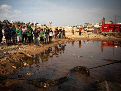 Factory farm run-off pollutes rivers, and uses water in areas where it is often scarce, the report said