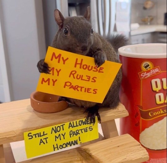 Peanut the squirrel holding a sign saying 'my house, my rules, my parties' as he sits at the top of steps, to which are attached another sign saying 'still not allowed at my parties hooman!'.