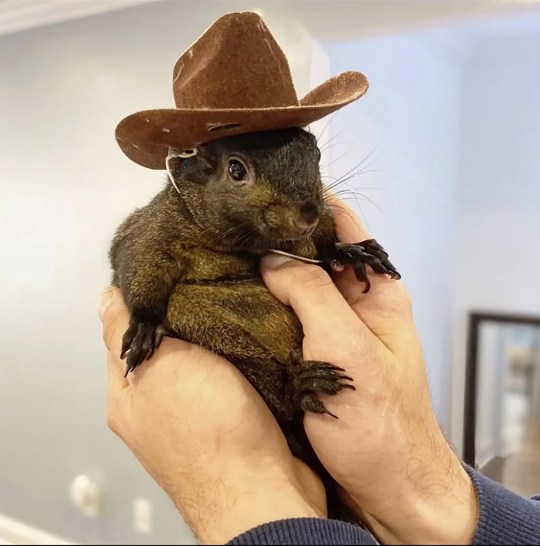 Hands holding up Peanut wearing a brown cowboy hat.