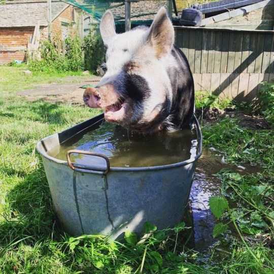 Colin sits in a bath outside. His expression almost looks like he's smiling.