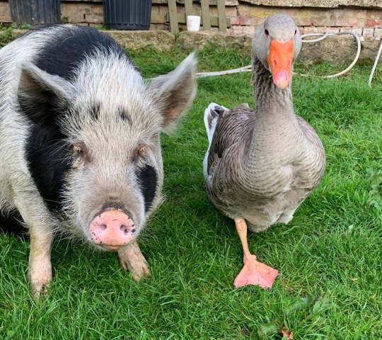 Colin the pig with a friend. A goose. 