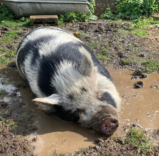 Colin rolling in a puddle of mud outside in the sunshine.