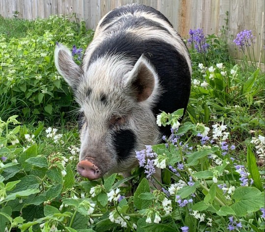 Colin the pig sniffs around in some flowers. 