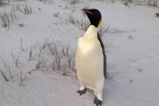 Emperor penguin shows up in Western Australia