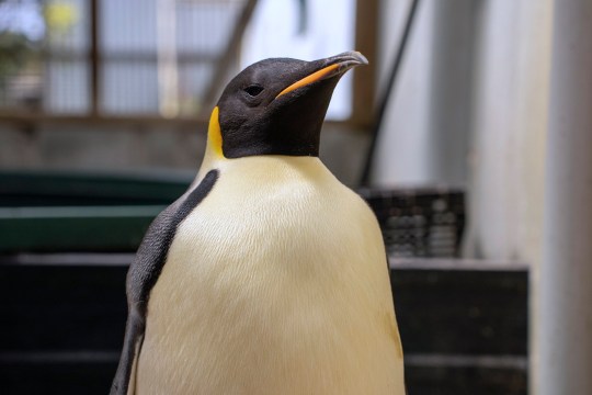 A male emperor penguin stands to attention