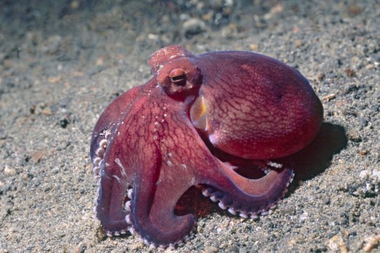 Coconut Shell Octopus in Lembeh Straits