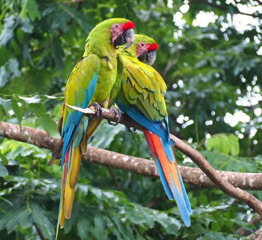 Parrots in Costa Rica