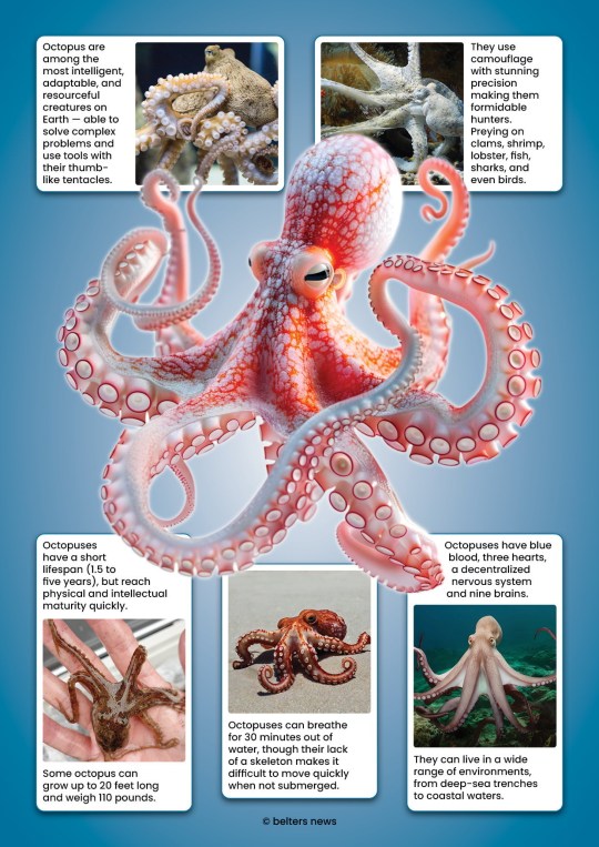 A graphic detailing the features of an octopus