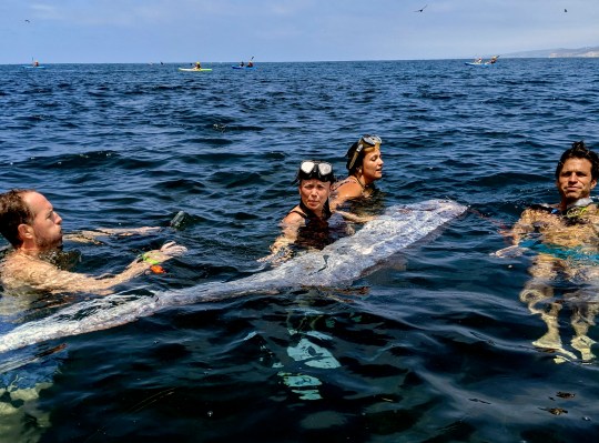 A team of researchers and snorkelers worked together to recover a dead oarfish from La Jolla Cove, California on August 10