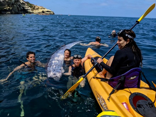 The snorkelers and kayakers notified a lifeguard to help take the fish to a NOAA facility