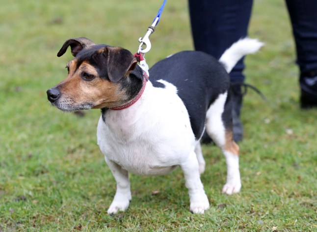 File photo dated 01/02/17 of Beth, the Duchess Of Cornwall (now Queen Camilla) dog competing an agility course during her visit to the Battersea Dogs and Cats Home's centre in Old Windsor. The Queen has been left heartbroken after the death of Beth, one of her beloved dogs. The terrier was adopted by Camilla from the Battersea Dogs and Cats Home, along with her other dog Bluebell. Issue date: Monday November 18, 2024. PA Photo. See PA story ROYAL Beth. Photo credit should read: Chris Jackson/PA Wire