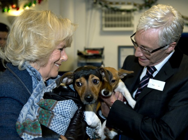 LONDON, ENGLAND - DECEMBER 12: Camilla, Duchess of Cornwall stands next to television presenter Paul O'Grady while holding her two adopted dogs Bluebell and Beth during a visit to Battersea Dog and Cats Home on December 12, 2012 in London, England. The Duchess of Cornwall as patron of Battersea Dog and Cats home visited with her two Jack Russell terriers Beth, a 3 month old who came to Battersea as an unwanted puppy in August 2011 and Bluebell a nine week old stray who was found wandering in a London Park in September 2012. (Photo by Adrian Dennis - WPA Pool/Getty Images)