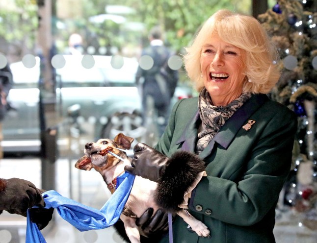 File photo dated 09/12/20 of the then Duchess of Cornwall (now Queen Camilla) with Beth, her jack-russell terrier, unveiling a plaque as they visit the Battersea Dogs and Cats Home to open the new kennels and thank the centre's staff and supporters. The Queen has been left heartbroken after the death of Beth, one of her beloved dogs. The terrier was adopted by Camilla from the Battersea Dogs and Cats Home, along with her other dog Bluebell. Issue date: Monday November 18, 2024. PA Photo. See PA story ROYAL Beth. Photo credit should read: Steve Parsons/PA Wire