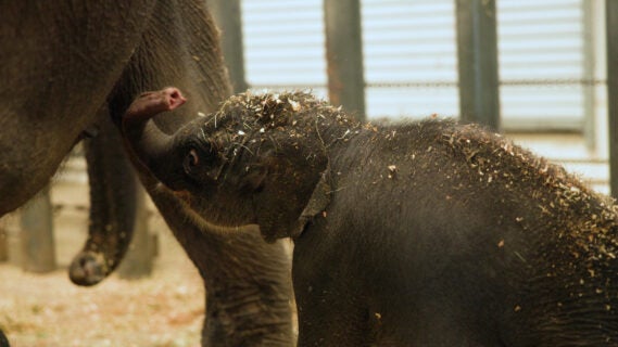 Kirby the Asian elephant stands next to her mother Shanti. Shanti spent 19 hours in labor