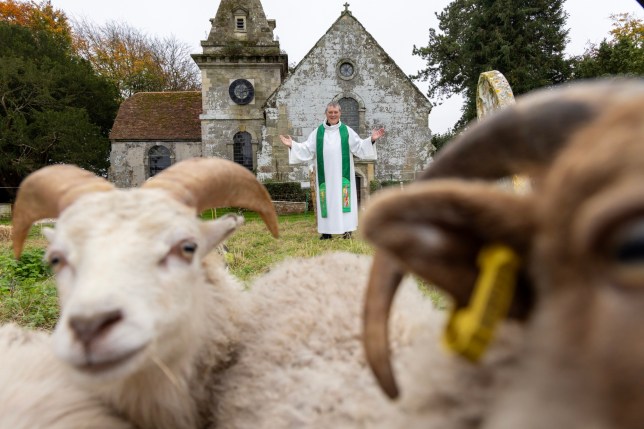 BNPS.co.uk (01202) 558833. Pic: BNPS With Video: https://youtu.be/eKeXCZ_khEE Pictured: Rector Andrew Rowland with his flock. The Lord is my shepherd.. A historic rural church is giving a new meaning to the vicar tending his flock - by bringing in rare sheep to graze its graveyard. The four North Ronaldsay rams have been happily chomping the nettles and other weeds that had grown out of control at St Wolfrida's Church in Horton, Dorset. The cash-strapped church is saving up for costly building repairs after its ancient timbers were infested by deathwatch beetles and could not afford the upkeep of the 1.5-acre land around it with a traditional gardener.