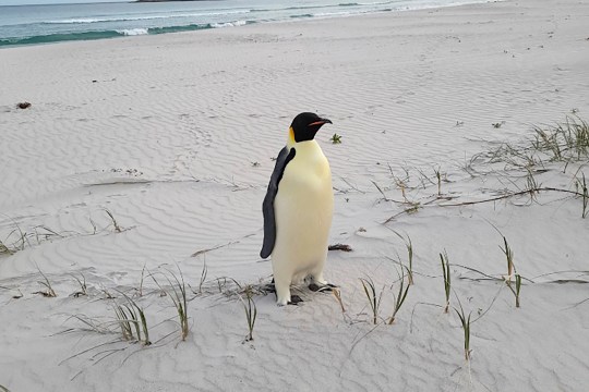 In this photo provided by the Department of Biodiversity, Conservation and Attractions, a male emperor penguin dubbed Gus, stands on a beach near Denmark, Australia, on Nov. 1, 2024, thousands of kilometers from its normal habitat on Antarctica. (DBCA via AP)