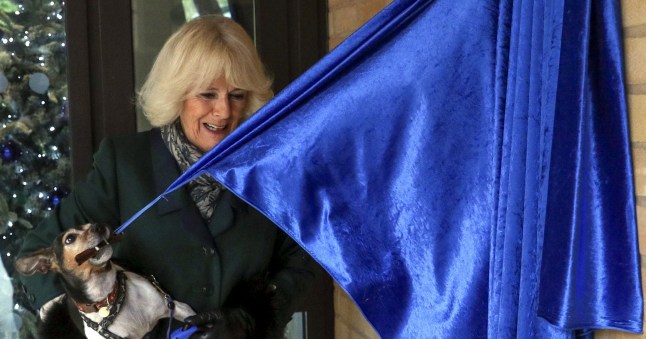 WINDSOR, ENGLAND - DECEMBER 09: Camilla, Duchess of Cornwall with Beth, her jack-russell terrier, unveiling a plaque as they visit the Battersea Dogs and Cats Home to open the new kennels and thank the centre's staff and supporters on December 9, 2020 in Windsor, United Kingdom. (Photo by Steve Parsons - WPA Pool/Getty Images)