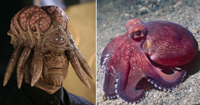 The humanised Dalek from Doctor Who is how we feel octopuses will look in a millenia or two (Picture: Getty/BBC)