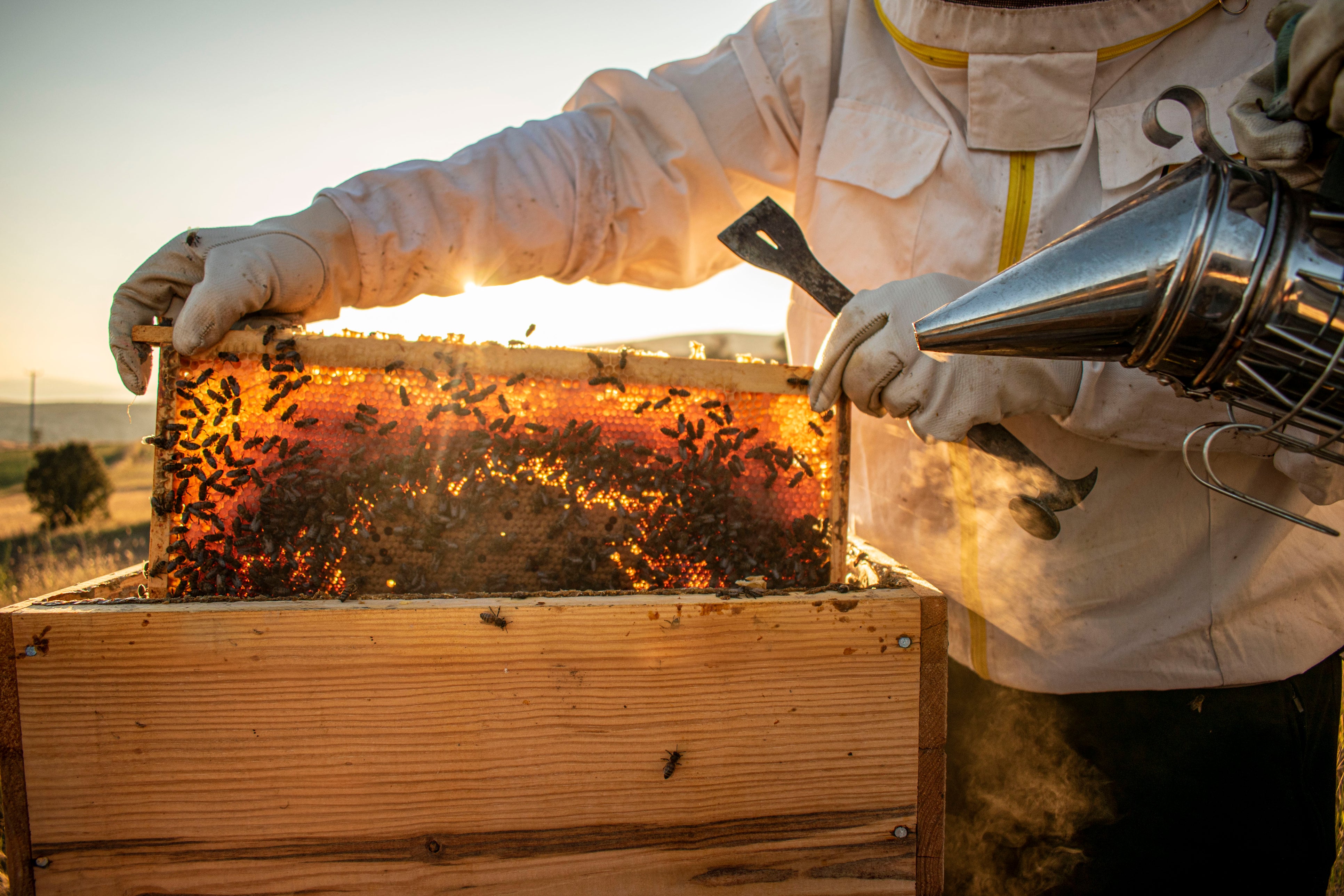 Low honey prices could be a greater threat to bees than pesticides or disease